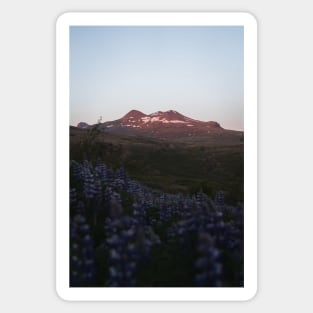 Magical Sunset in the Icelandic Mountains with lupin flowers Sticker